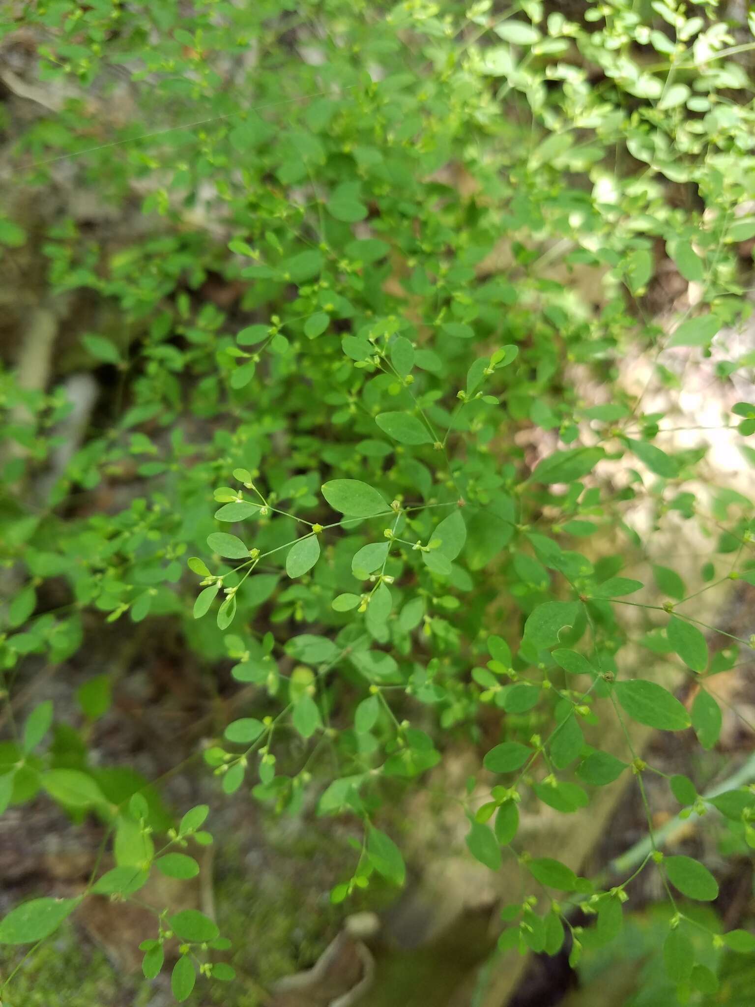 Image of smooth forked nailwort