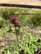 Image of wild garlic