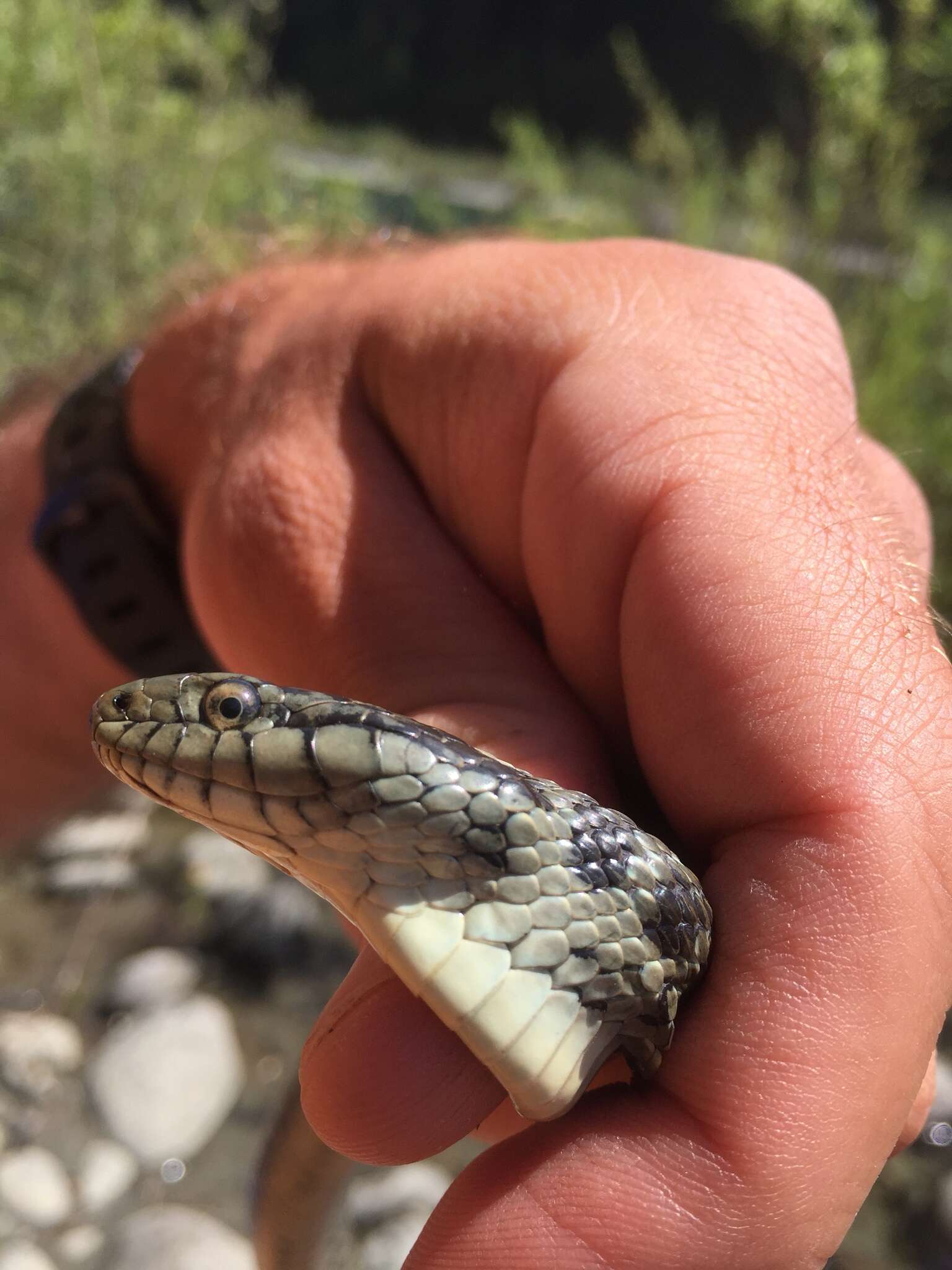 Image of Thamnophis atratus hydrophilus Fitch 1936