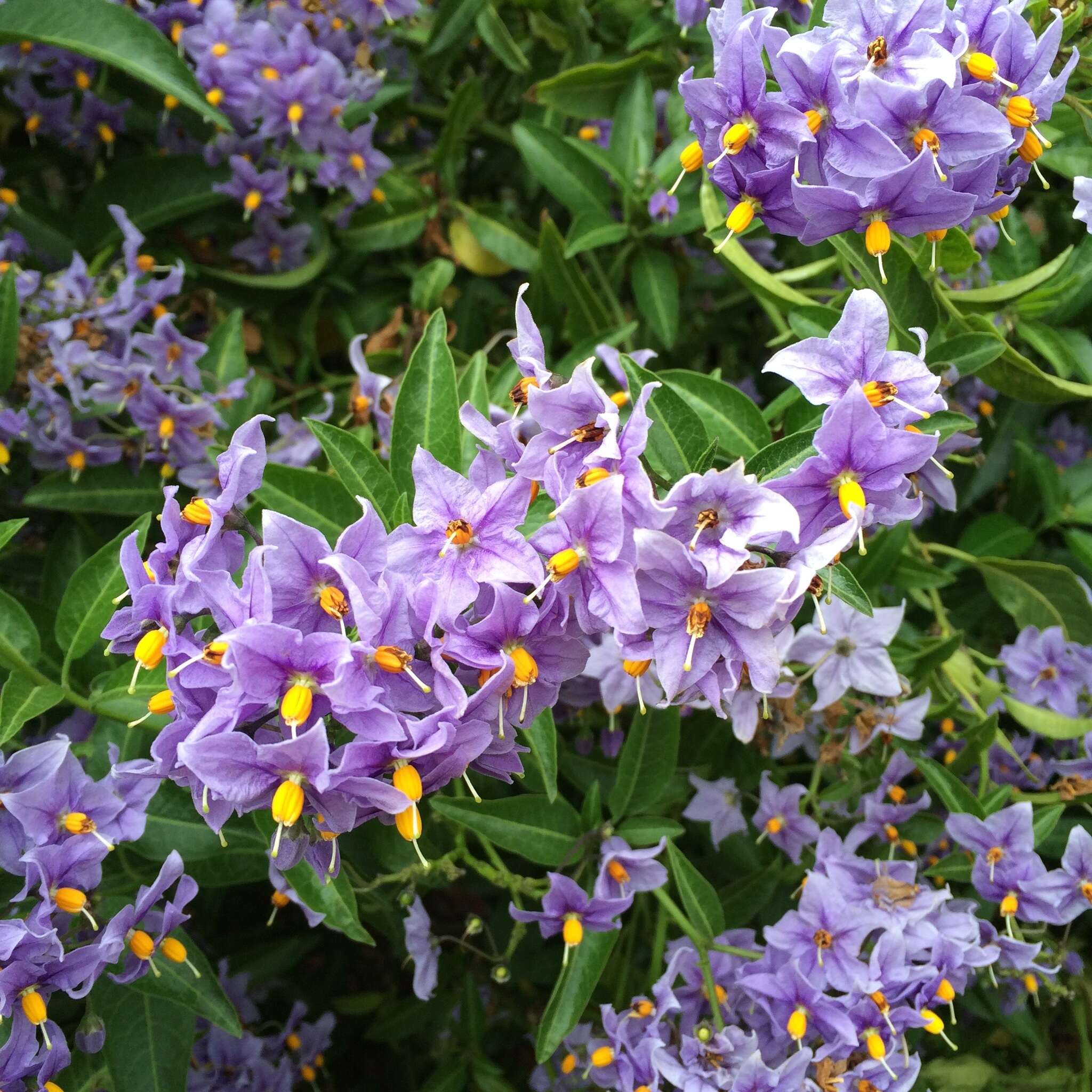 Image of Chilean Nightshade Chilean