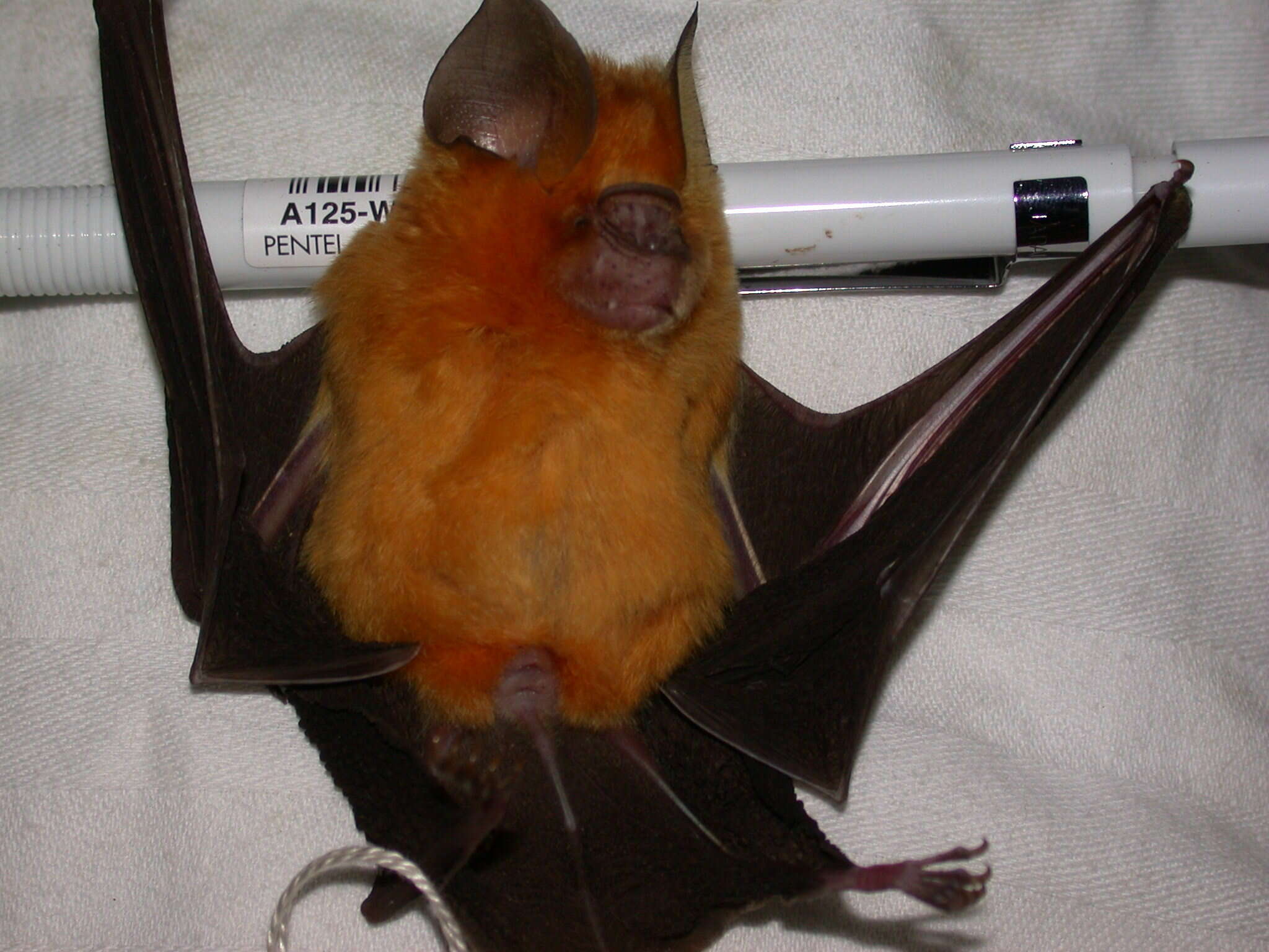 Image of Noack's Leaf-nosed Bat