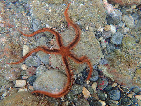 Image of Breviturma paucigranulata (Devaney 1974)