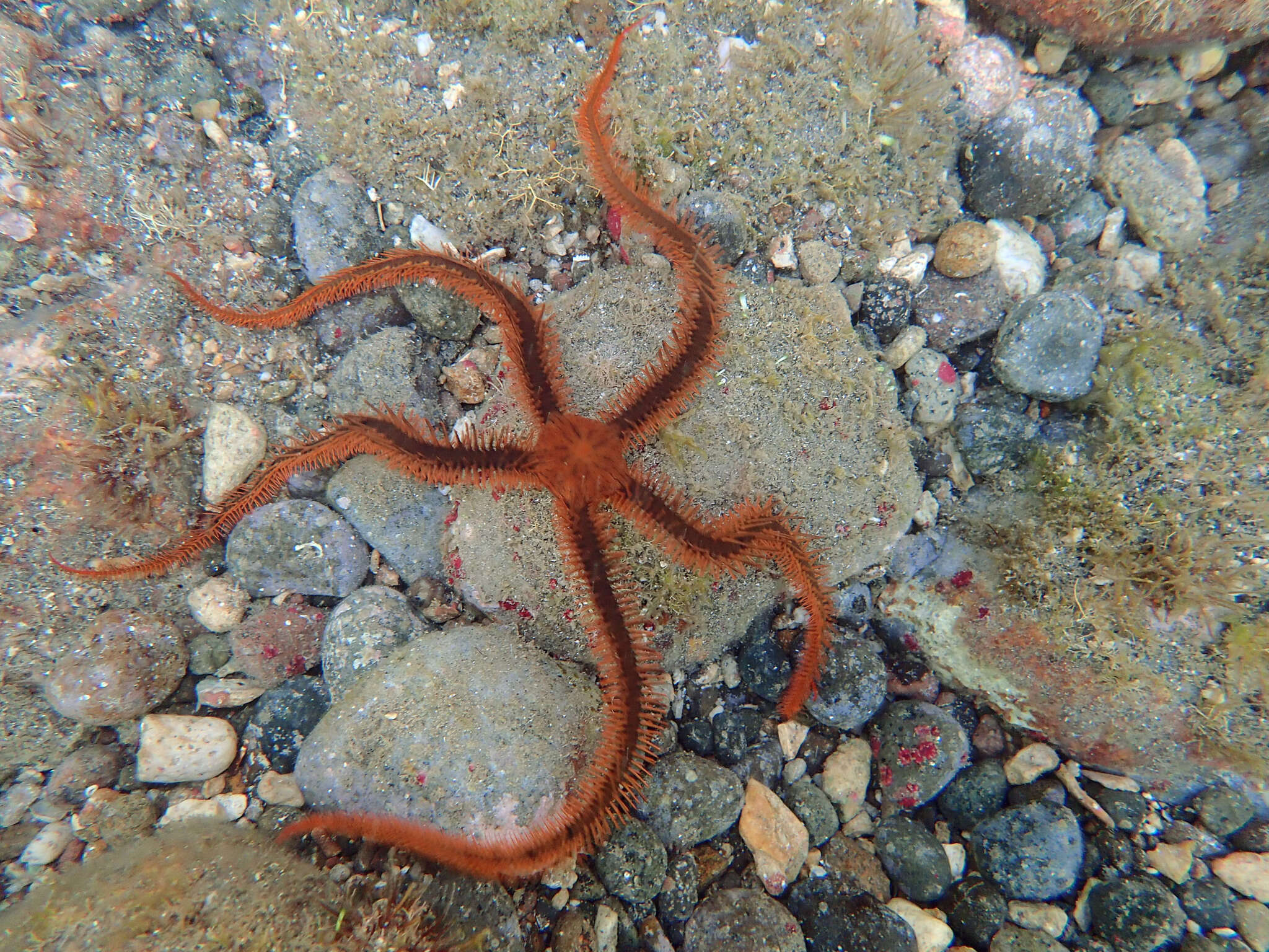 Image of Breviturma paucigranulata (Devaney 1974)