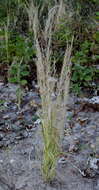 Eragrostis japonica (Thunb.) Trin. resmi