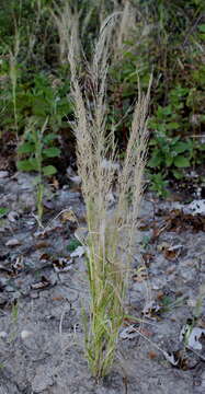 Sivun Eragrostis japonica (Thunb.) Trin. kuva