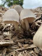 Image of straw mushroom