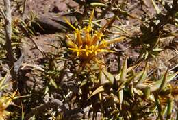 Image of Chuquiraga atacamensis Kuntze