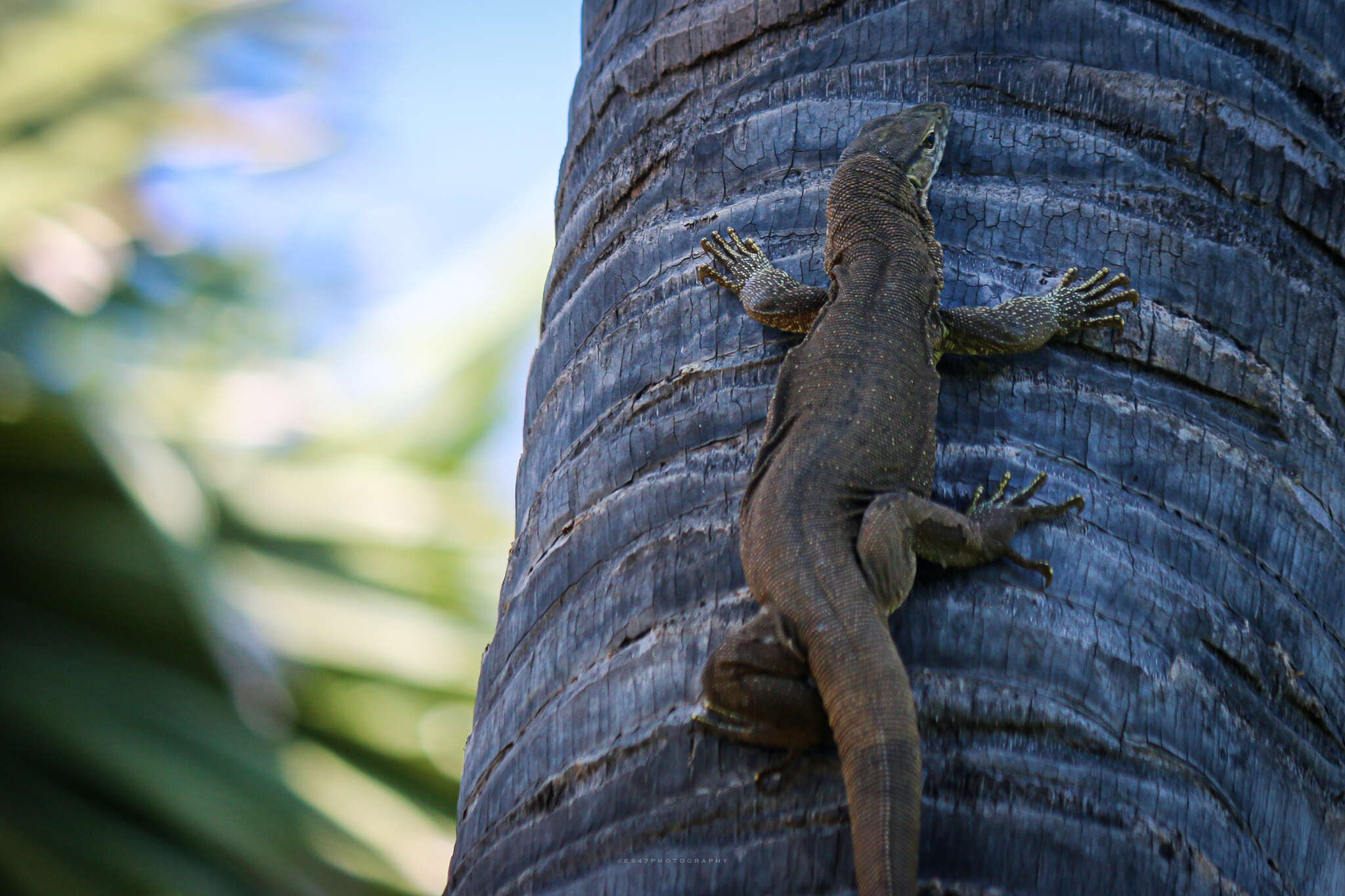 Image of Varanus bengalensis irrawadicus Yang & Li 1987