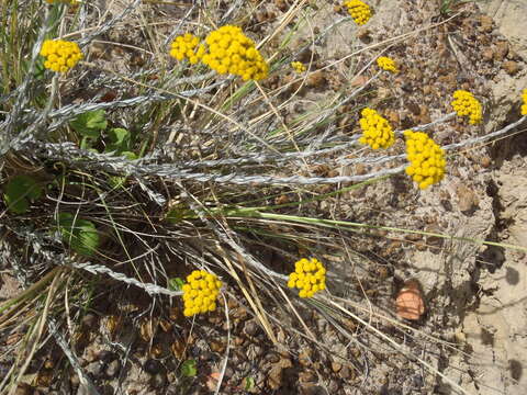 Image of Helichrysum anomalum Less.