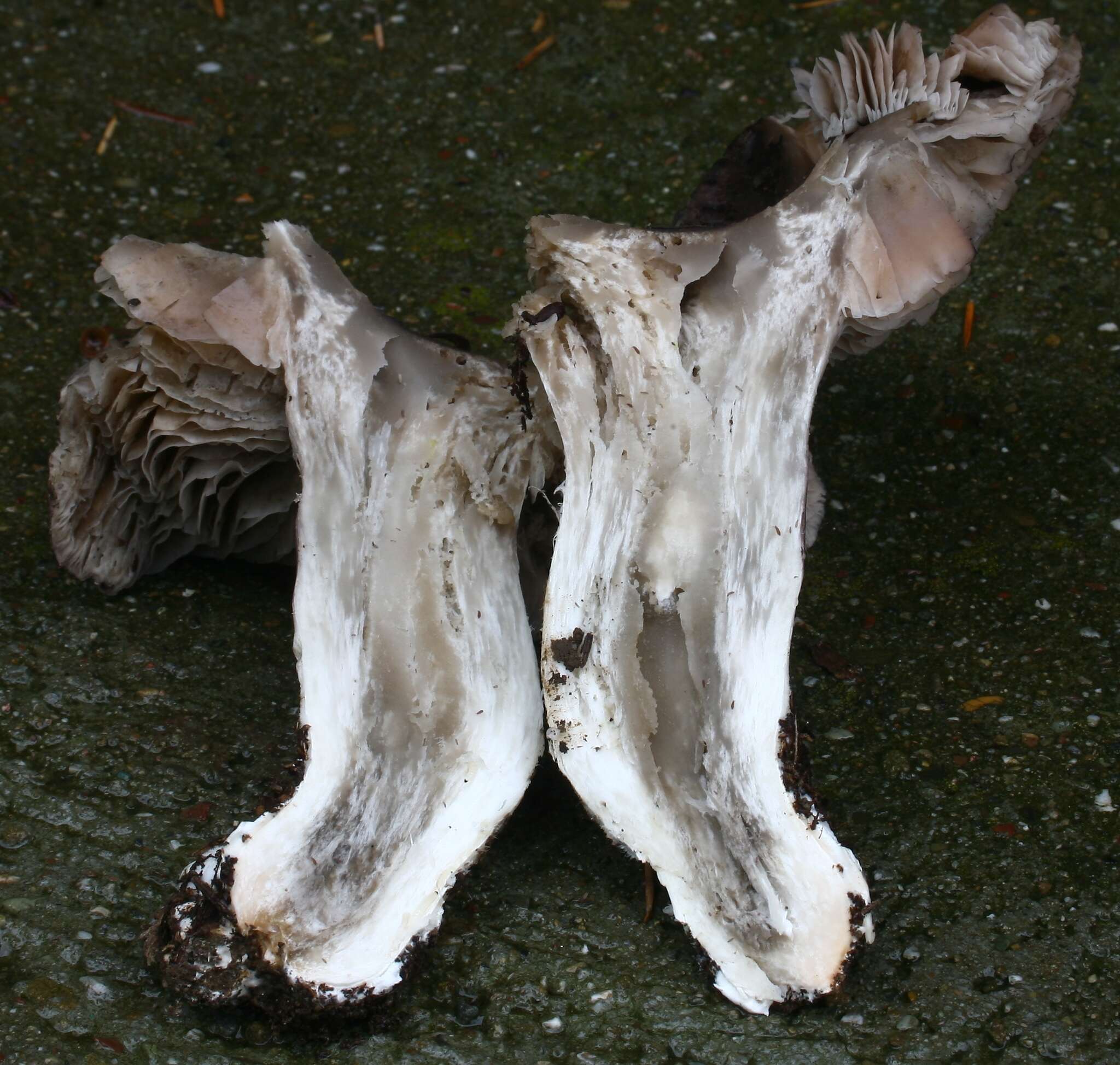 Image of Tricholoma griseoviolaceum Shanks 1996