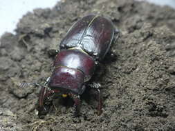 Image de Lucanus tetraodon sicilianus Planet 1899