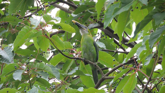 Image of Groove-billed Toucanet