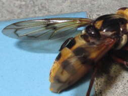 Image of Volucella nigropicta Portschinsky 1883