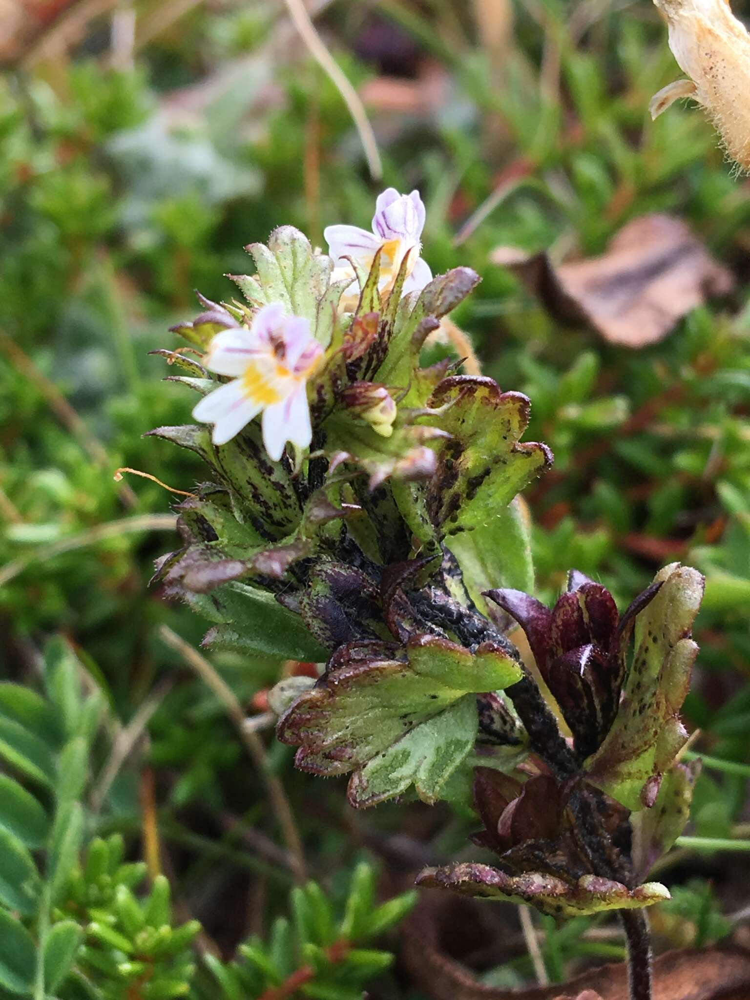 Image of upland eyebright