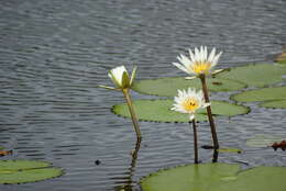 Image de Nymphaea ampla (Salisb.) DC.