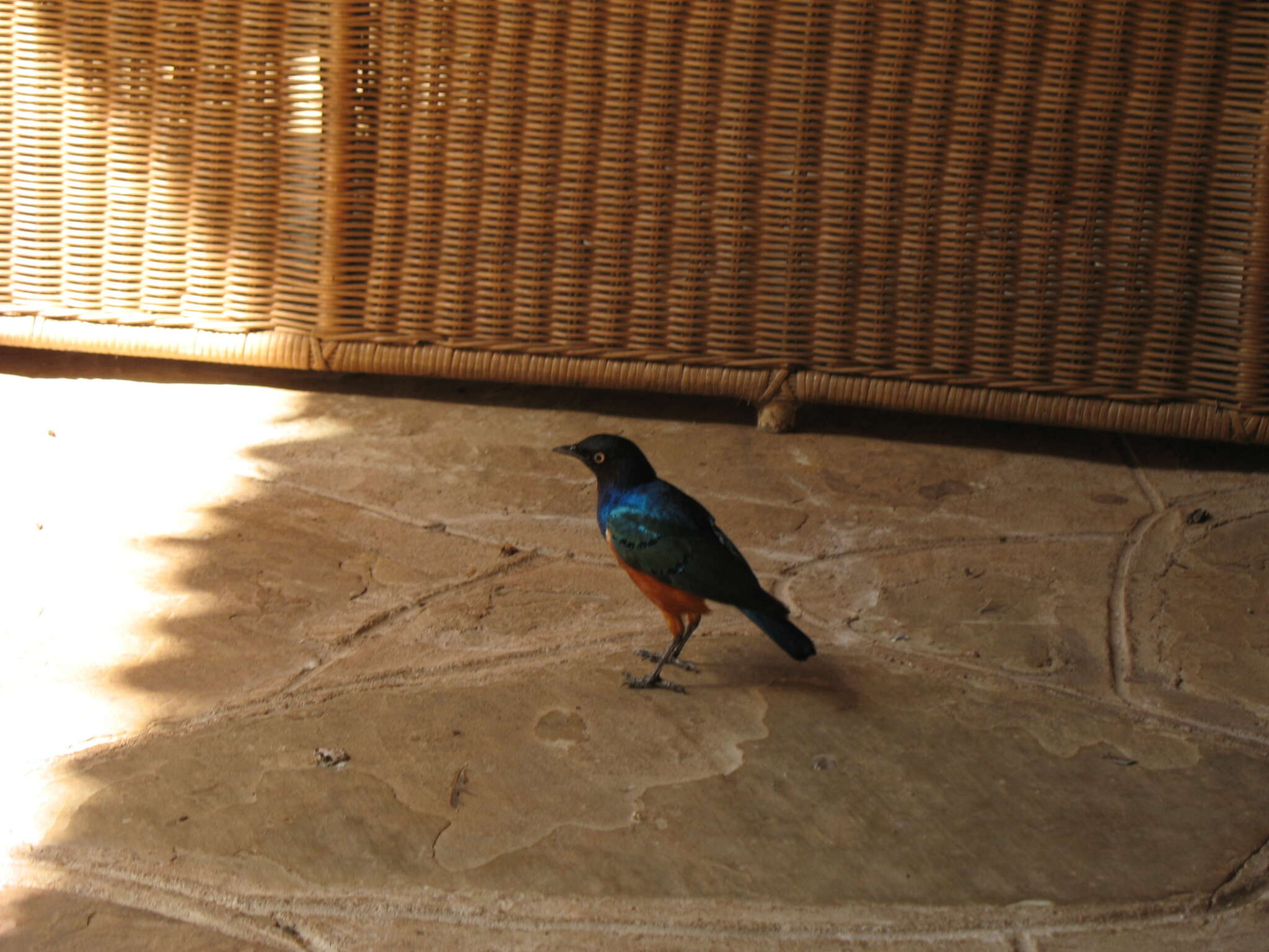 Image of Superb Starling