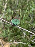 Image of Callophrys dumetorum perplexa Barnes & Benjamin 1933