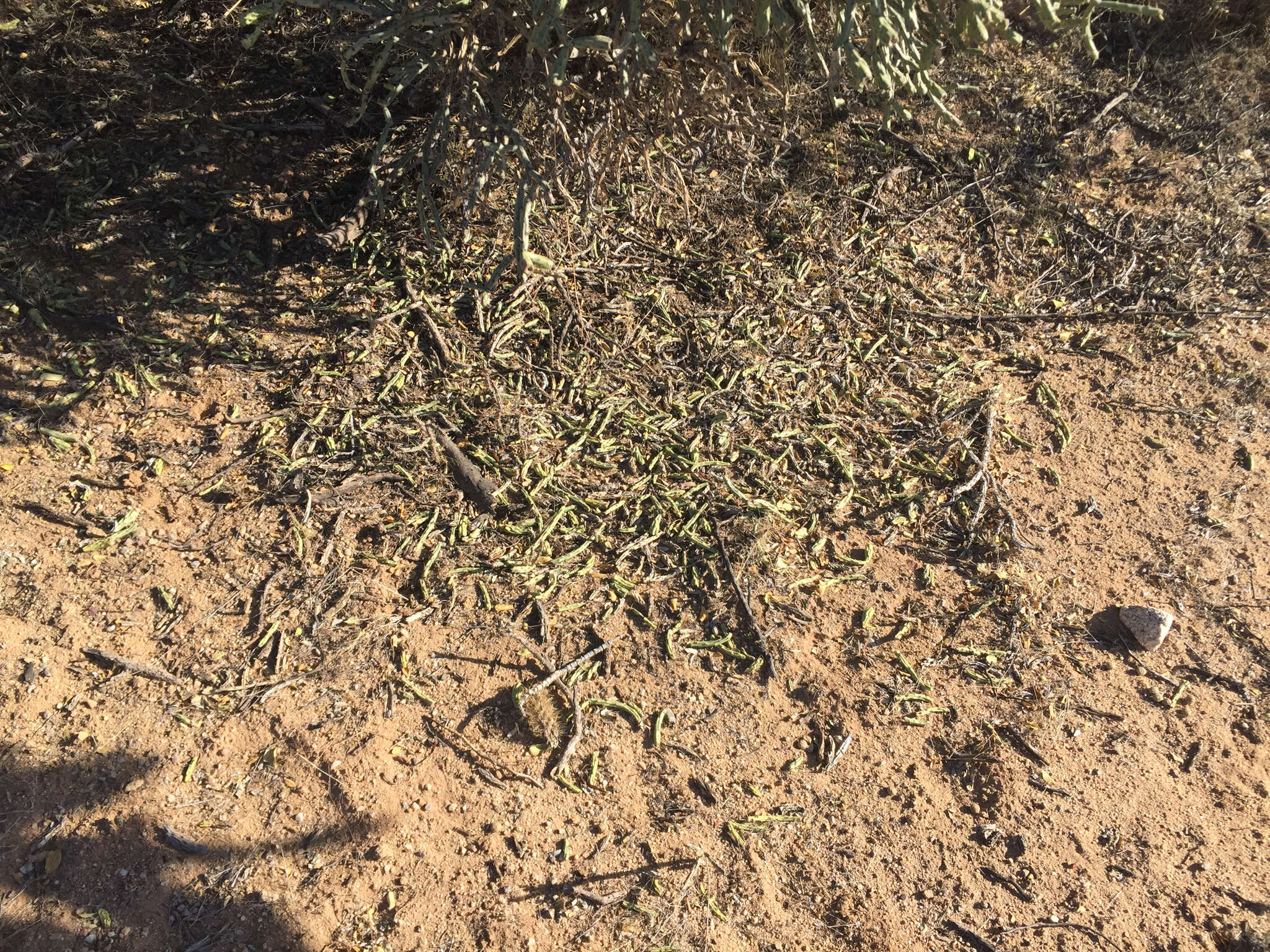 Image of Pencil Cholla