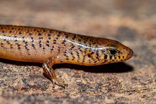 Image of Black-tailed Bar-lipped Skink