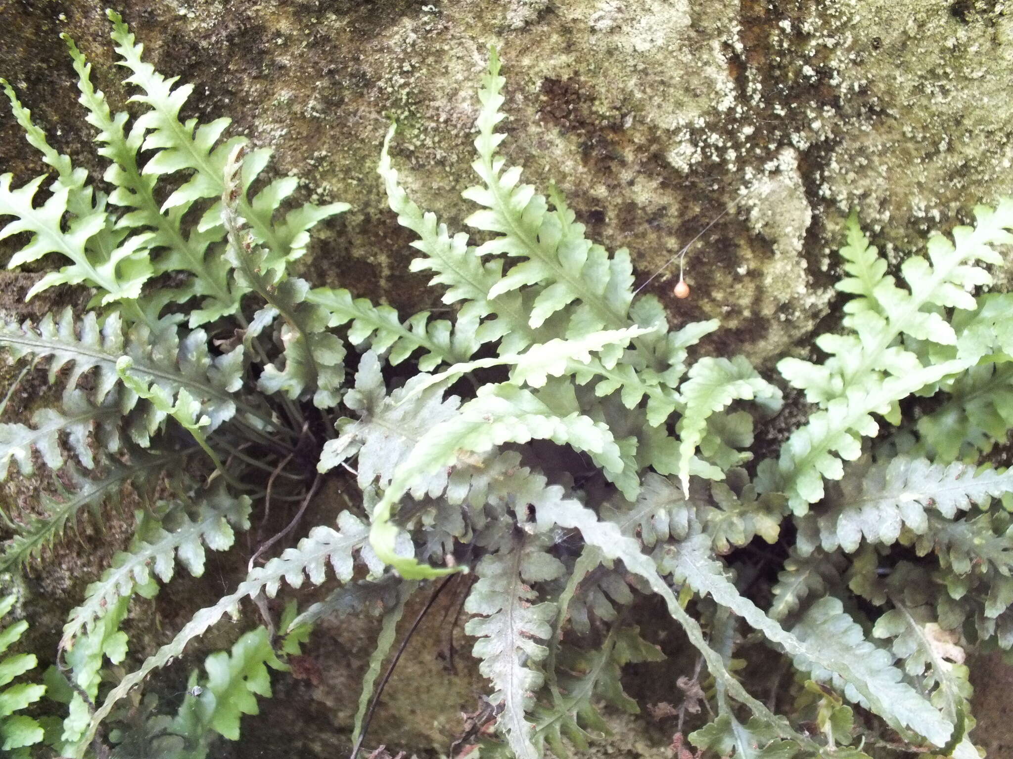 Plancia ëd Asplenium pinnatifidum Nutt.