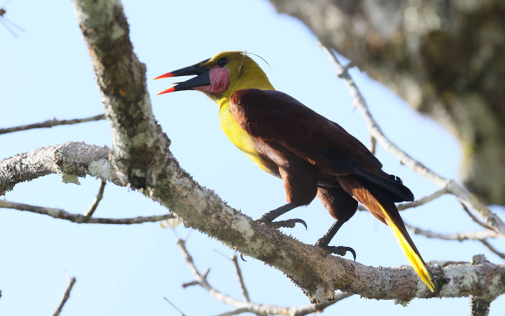 Image of Amazonian Oropendola