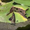 Graphium leechi (Rothschild 1895) resmi