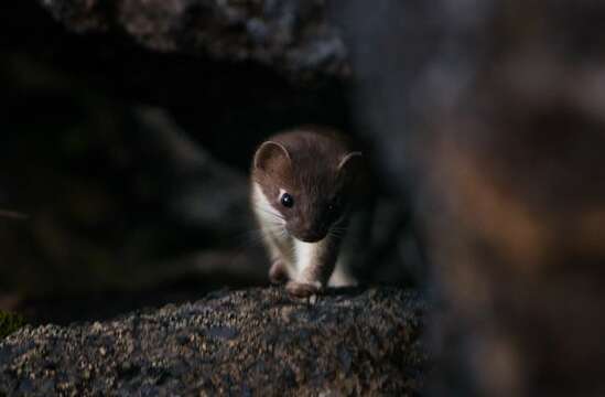 Plancia ëd Mustela erminea kaneii (Baird 1857)