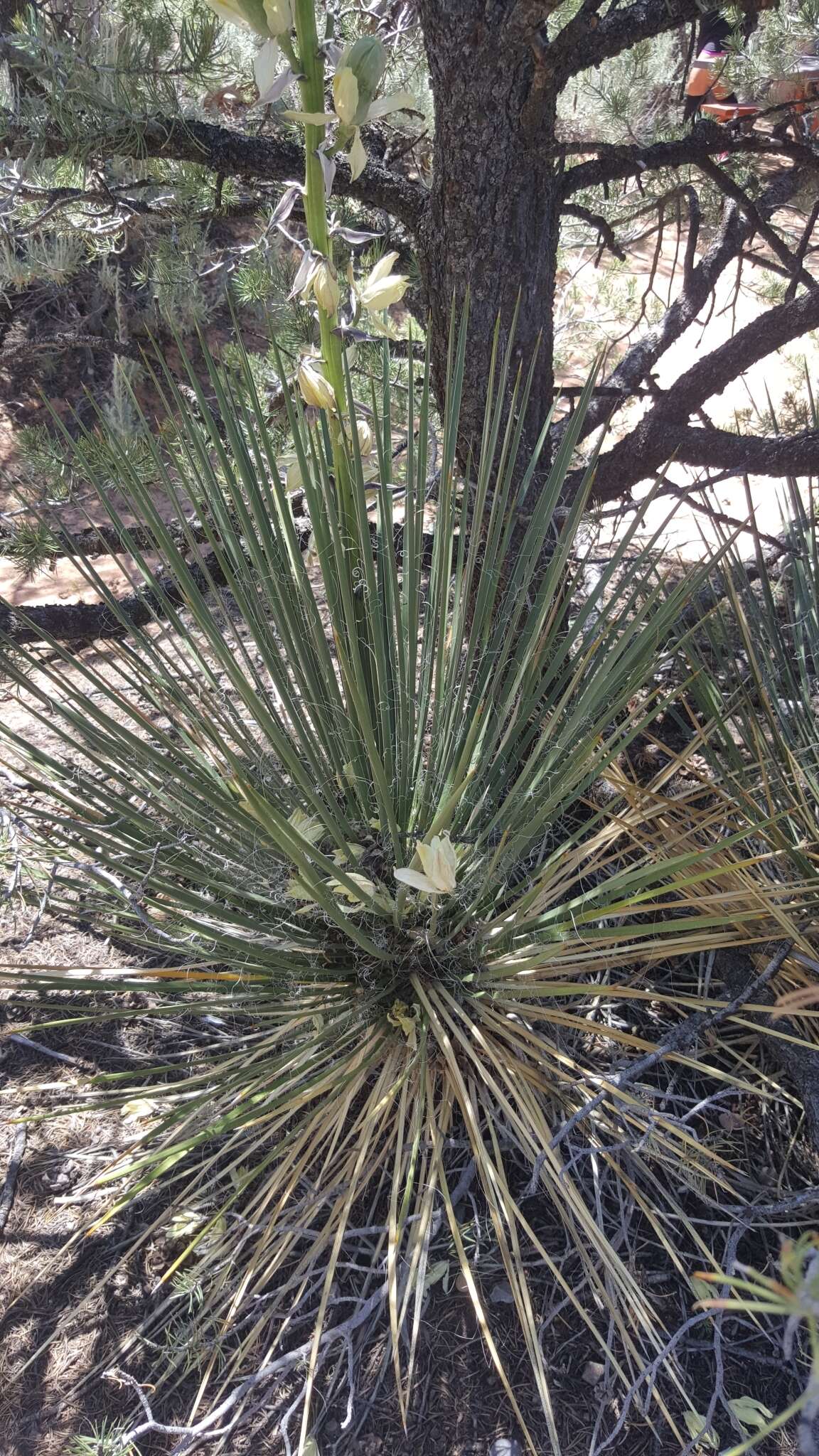 Image of Navajo yucca