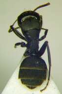 Image de Camponotus libanicus Andre 1881