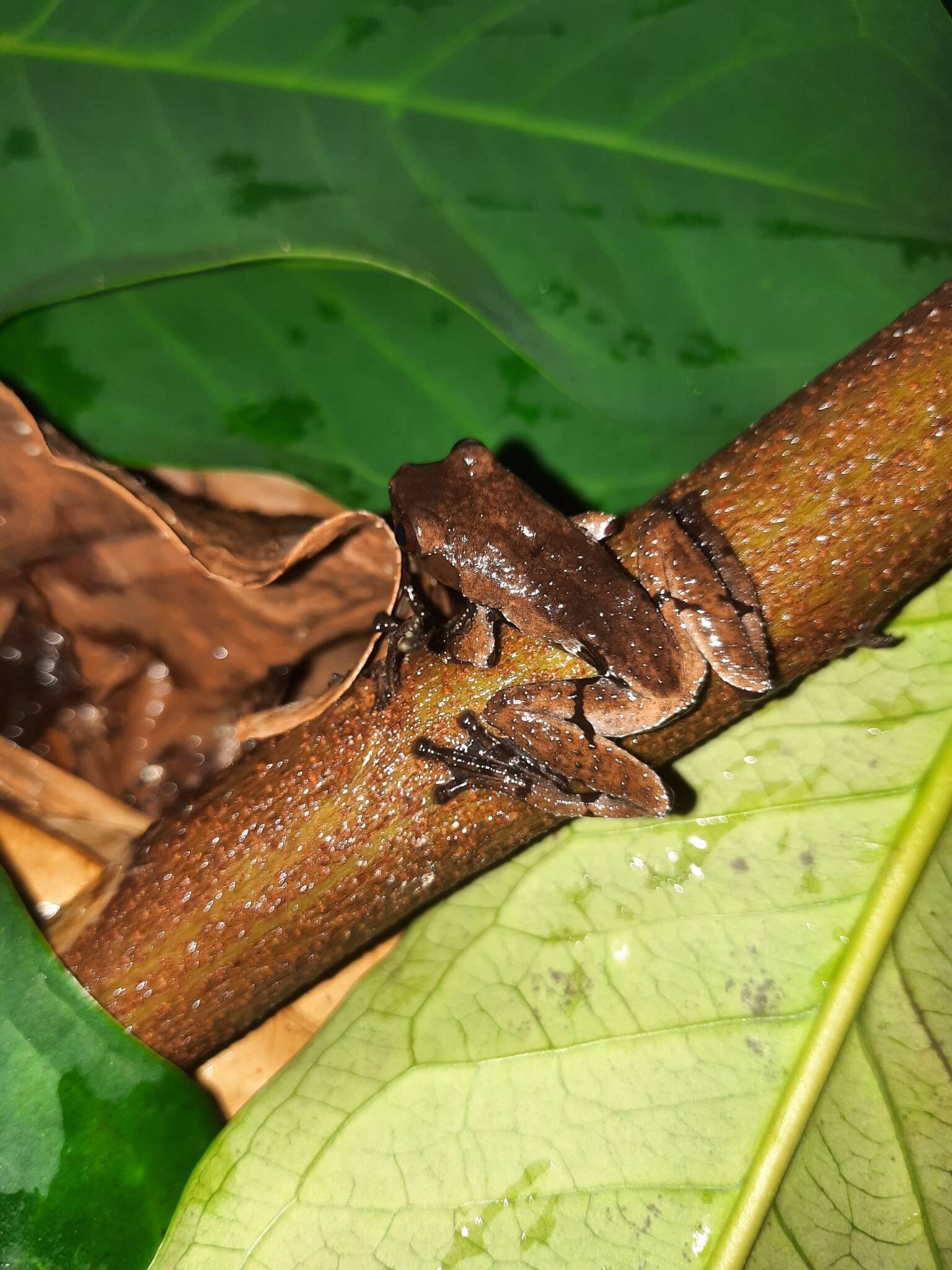 Image of Theloderma licin McLeod & Ahmad 2007