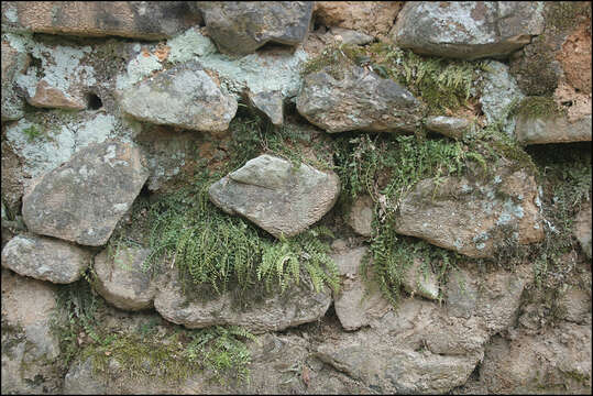 Plancia ëd Asplenium incisum Thunb.