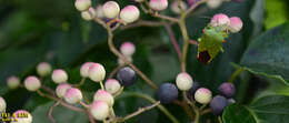 Image of Harlequin Glorybower