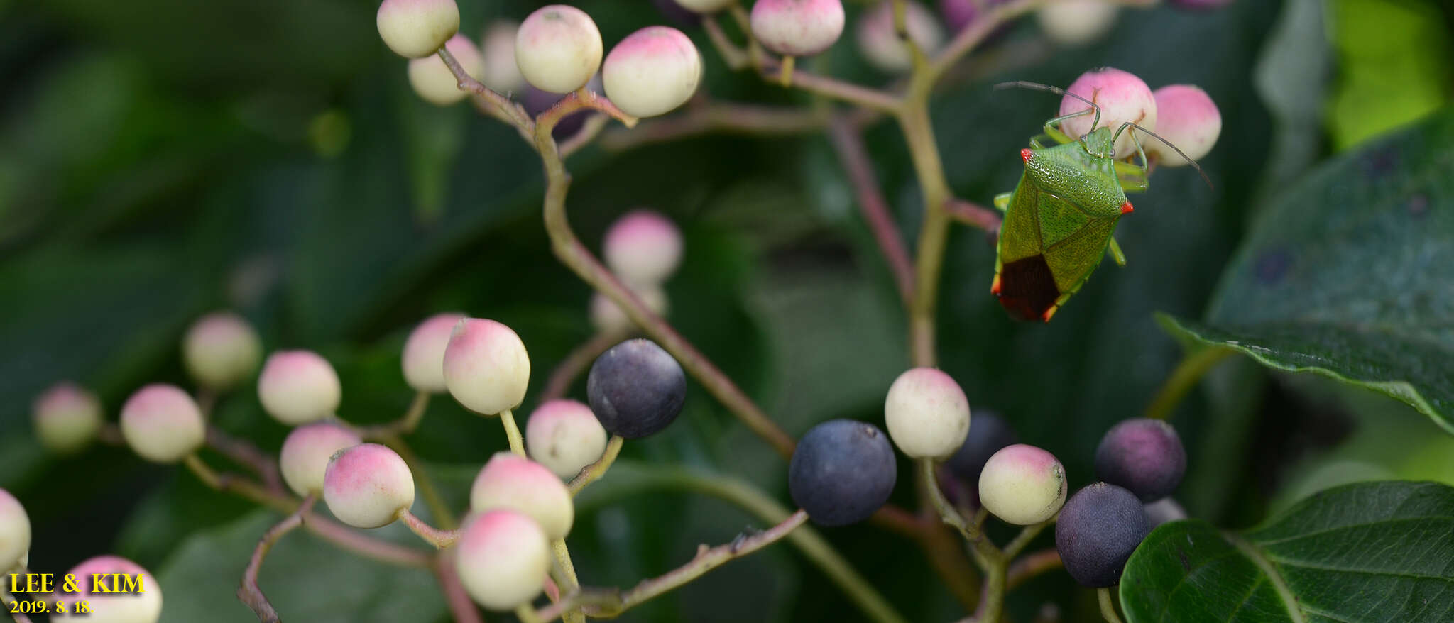 Imagem de Clerodendrum trichotomum Thunb.