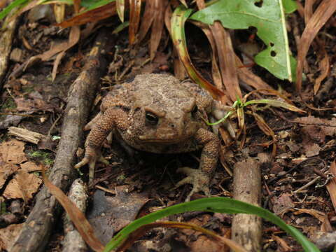 Image de Anaxyrus americanus (Holbrook 1836)