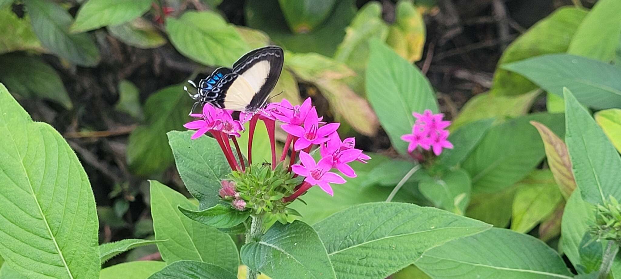 Слика од Hypolycaena danis (Felder & Felder 1865)