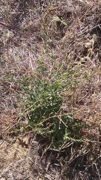 Image of prickly lettuce