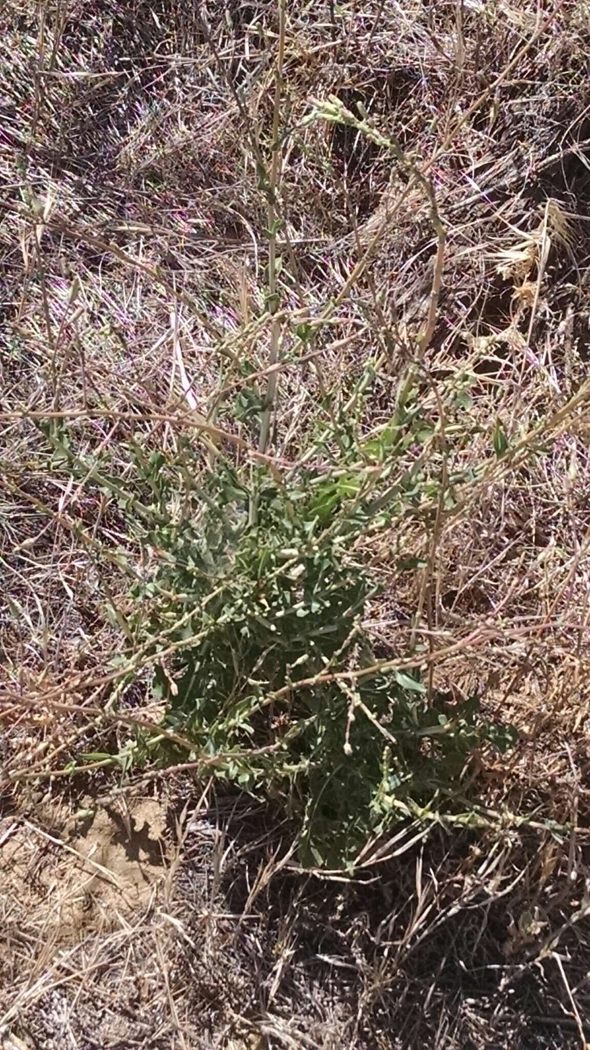 Lactuca serriola L. resmi