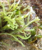 Image de Hypnea spicifera