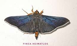 Image of Omiodes fulvicauda Hampson 1898