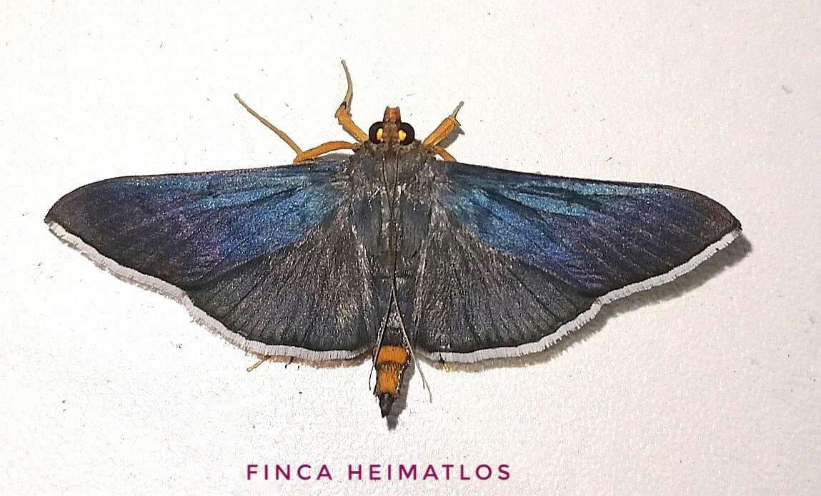 Image of Omiodes fulvicauda Hampson 1898