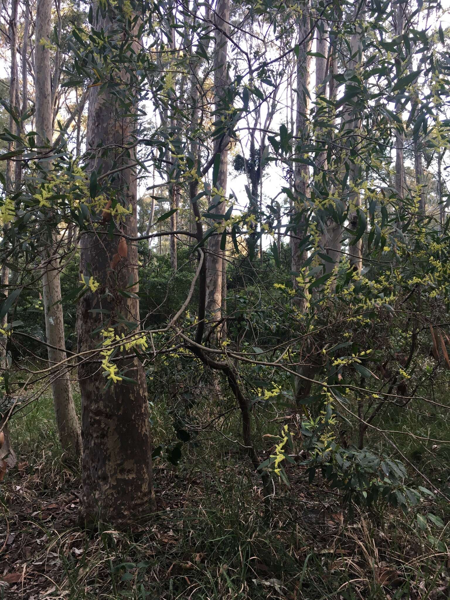 Sivun Acacia longifolia subsp. longifolia kuva