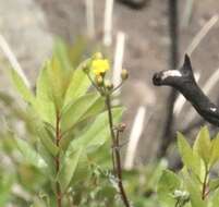 Image of Gander's ragwort