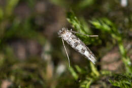 صورة Phyllonorycter populifoliella (Treitschke 1833)