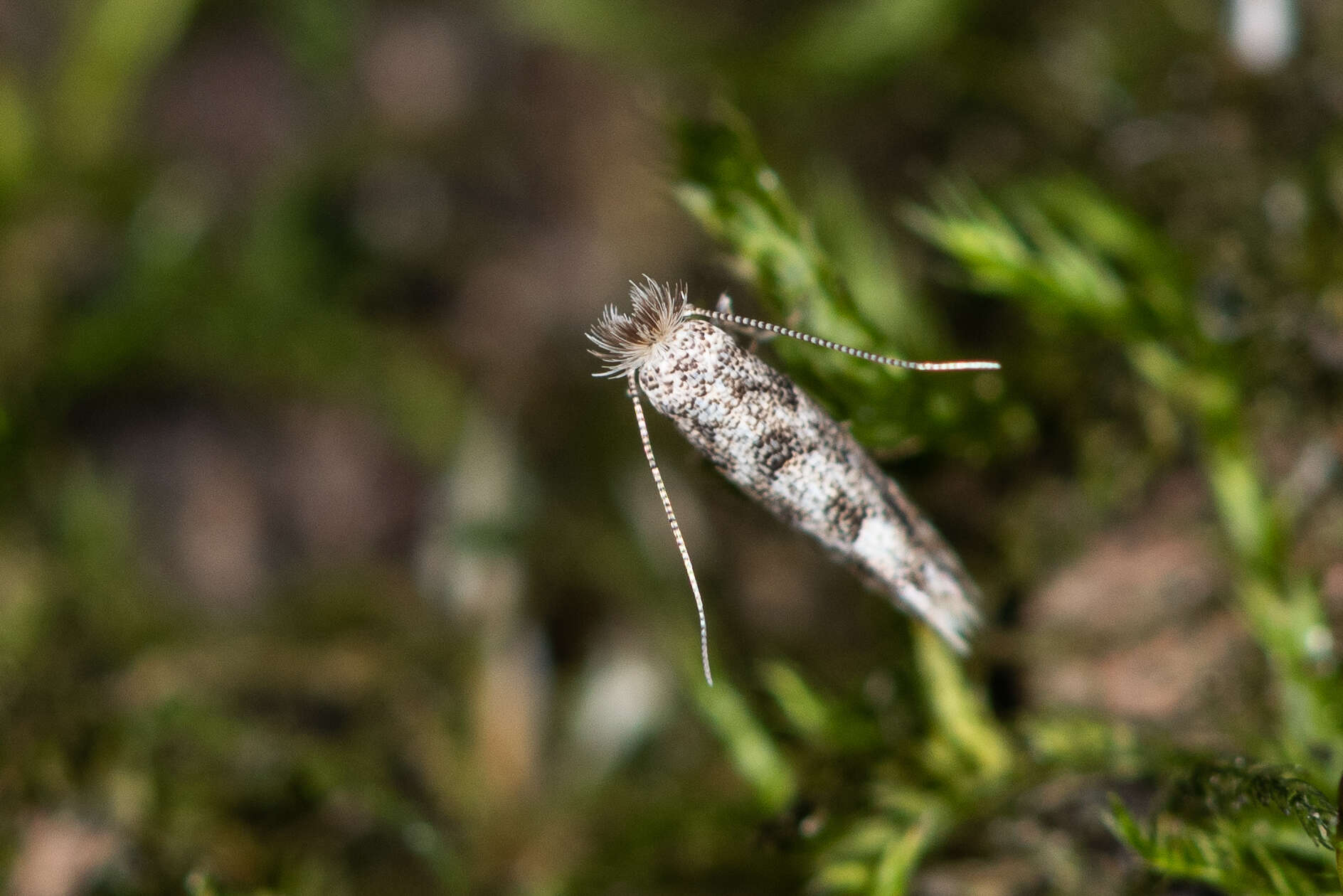 صورة Phyllonorycter populifoliella (Treitschke 1833)