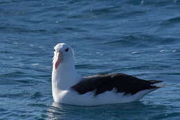 Image of black-browed albatross