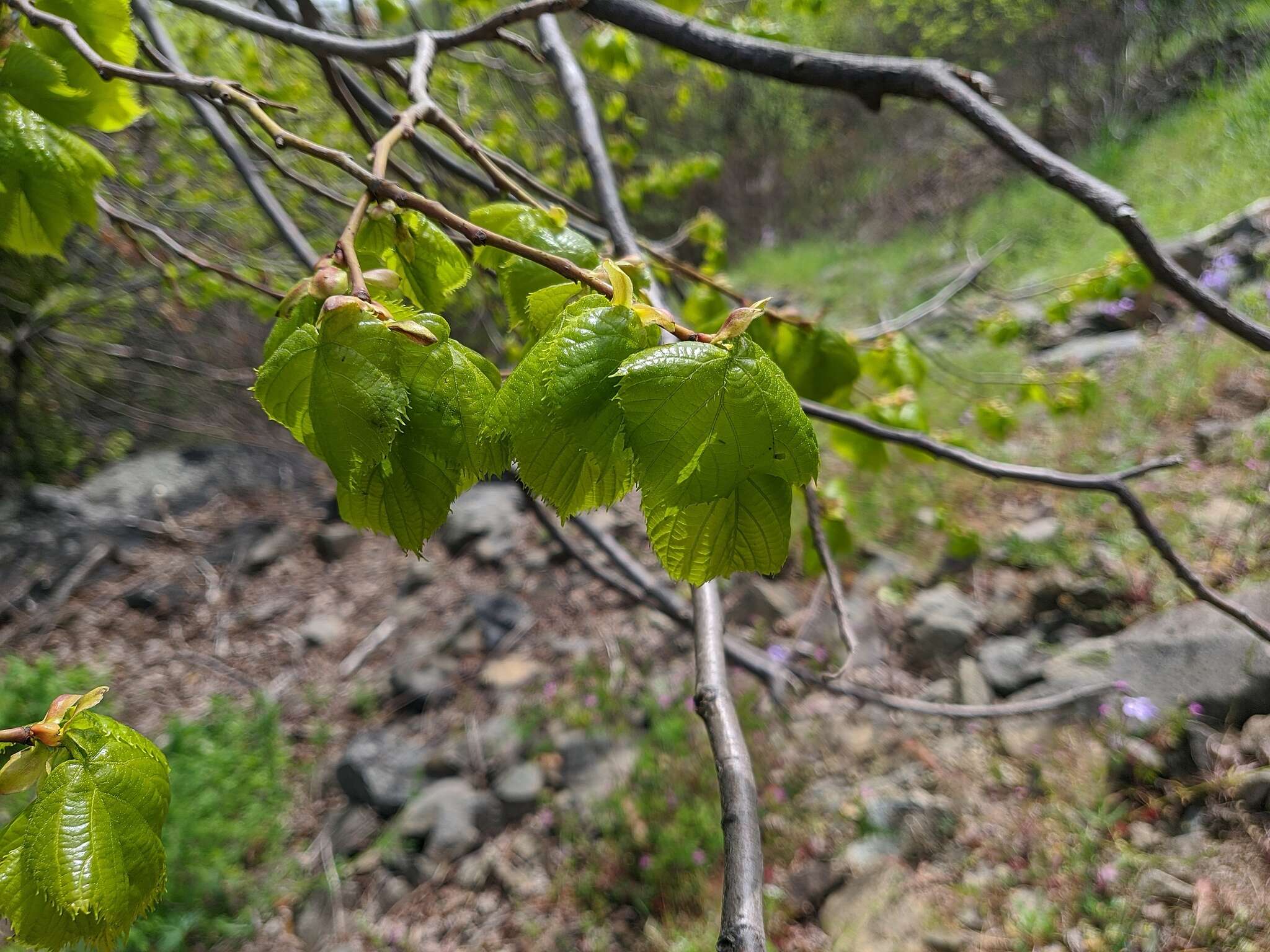 Image of Tilia dasystyla Steven