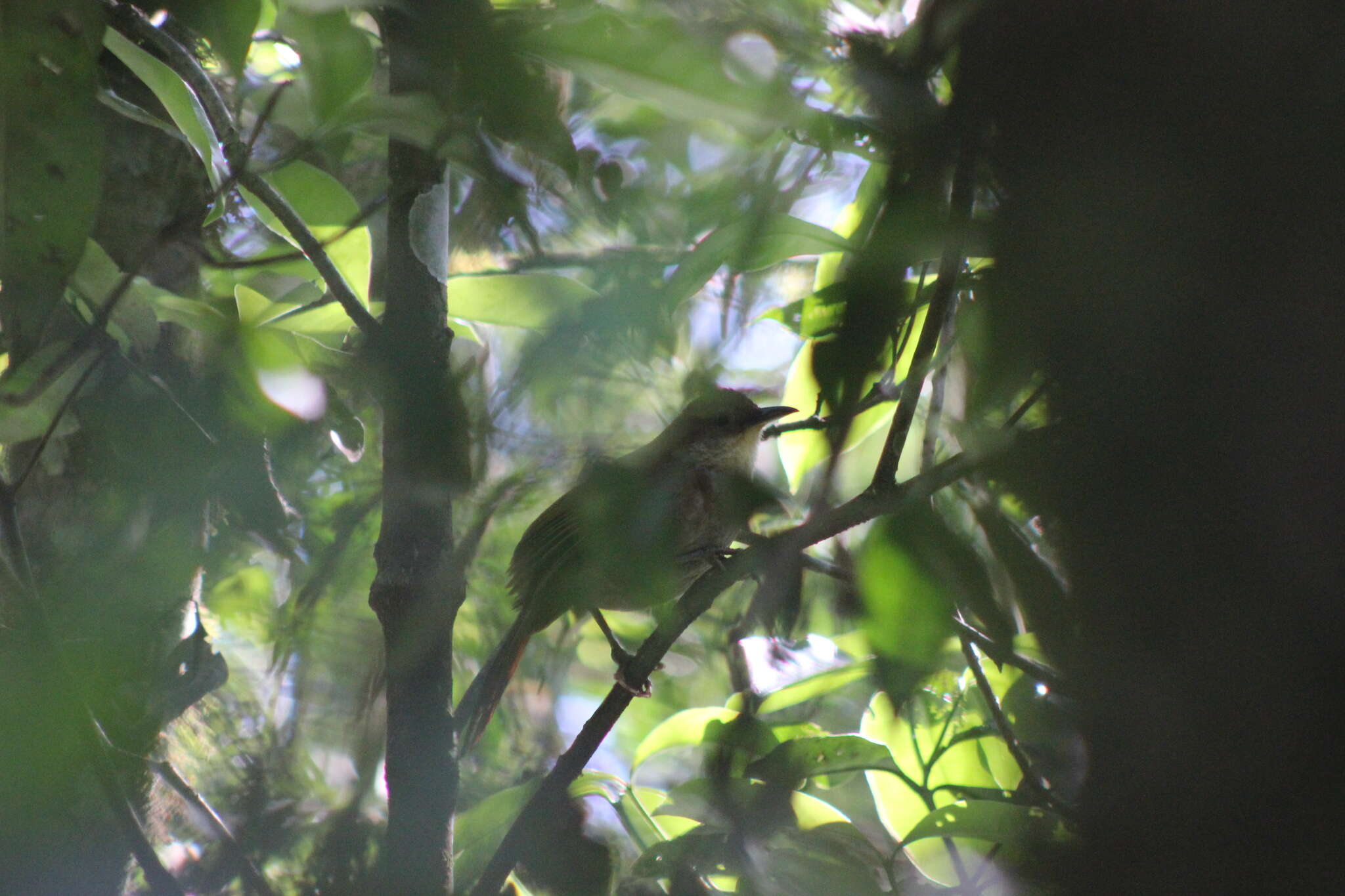 Image of Canebrake Groundcreeper