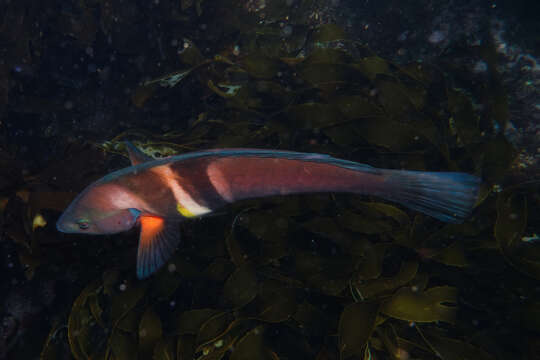 Image de Sandager's wrasse