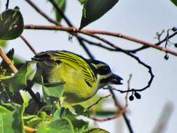 صورة Pogoniulus bilineatus bilineatus (Sundevall 1850)