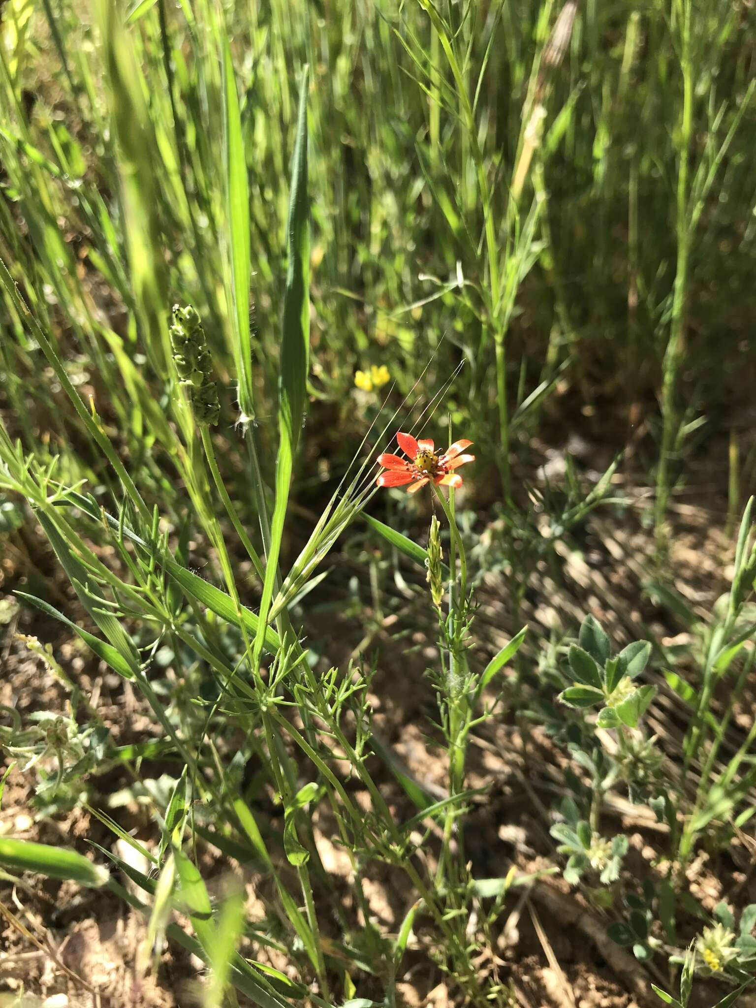 Image of summer pheasant's eye